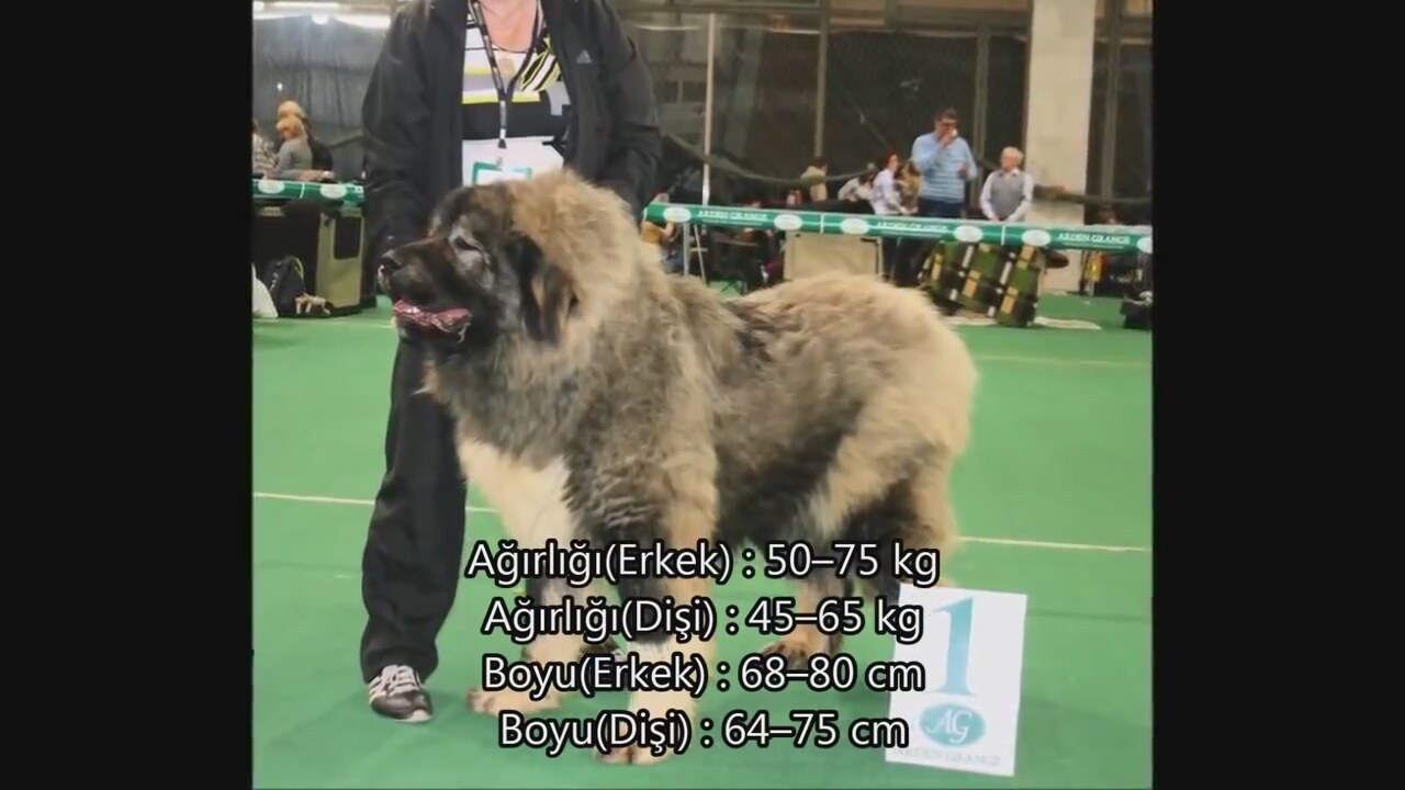 Dünyanın En Güçlü 10 Köpeği
