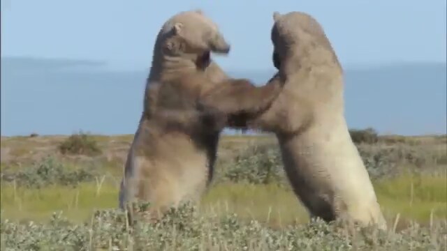 Frozen Planet Fragman